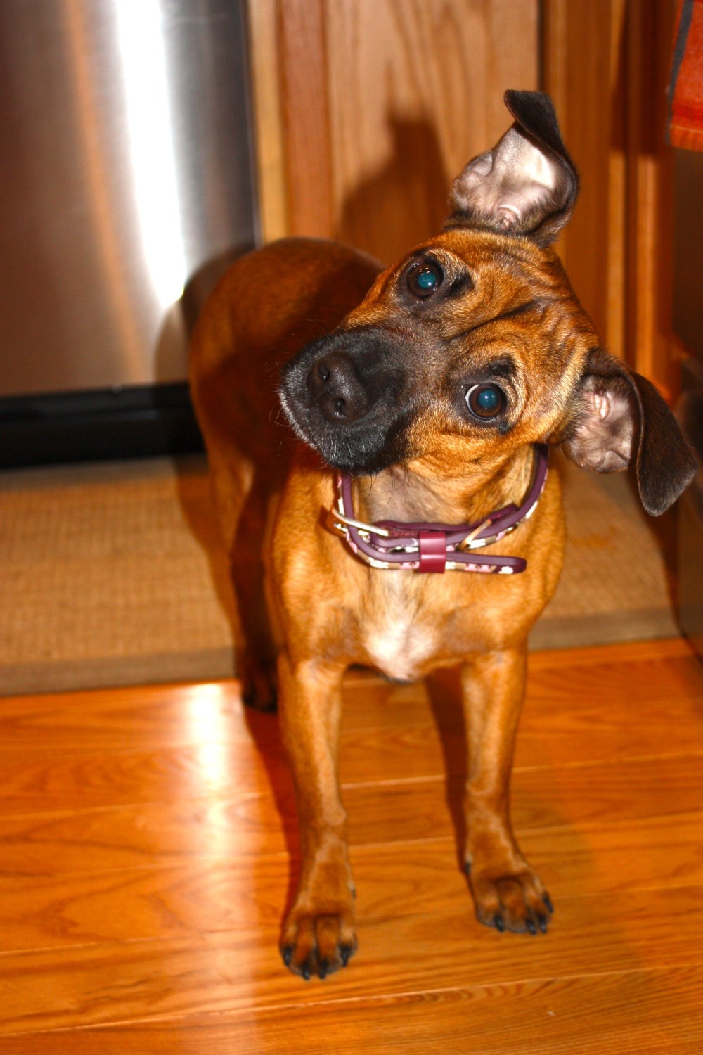 Plus, I got to spend time with my littlest sous chef, Bug! 