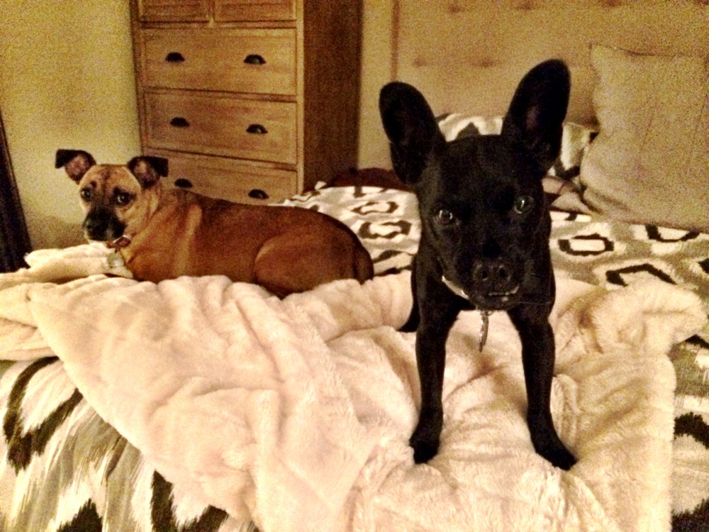 fuel sweat grow: bug and tank